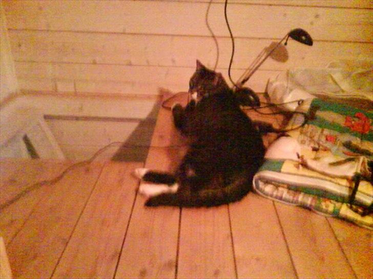 Huskat Andersen<3 billede 16