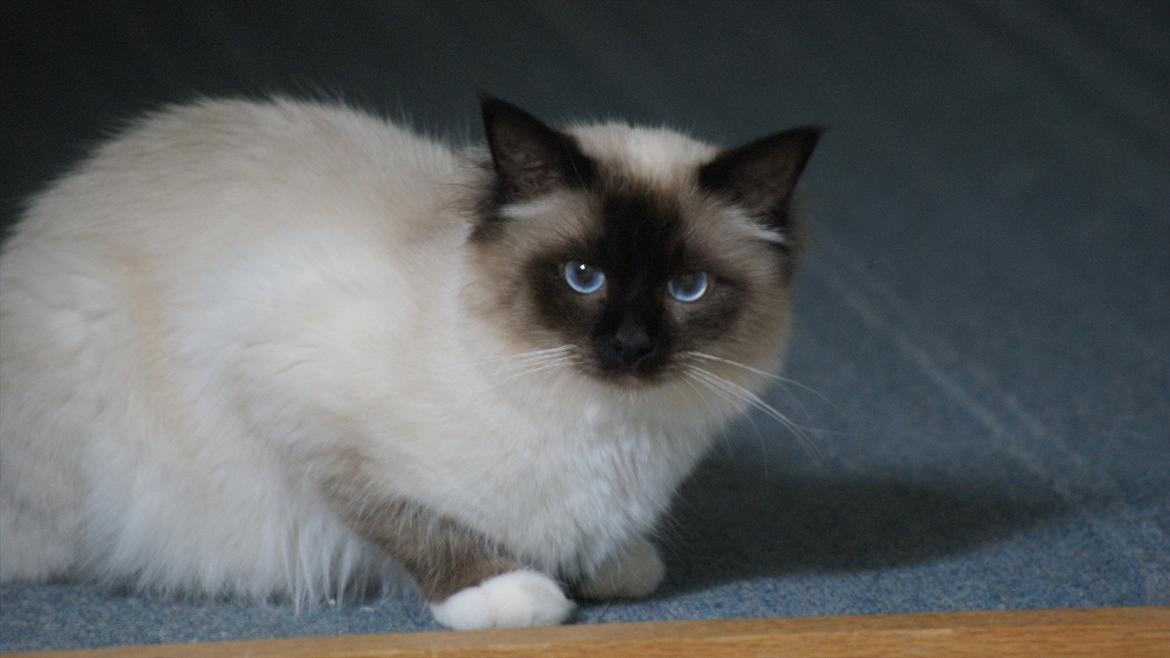 Hellig Birma Simba - Velkommen til Simba´s profil :) billede 1