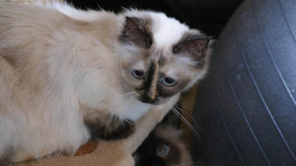 Hellig Birma Simba - Bemærk hans frække lille ansigt, han sidder og overvejer at drille Nala ;) billede 5