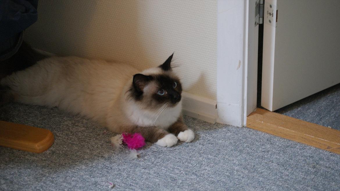 Hellig Birma Simba billede 2