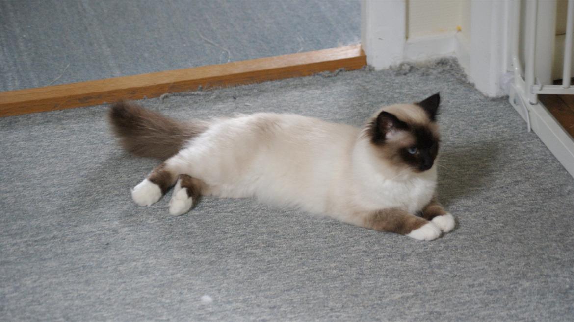 Hellig Birma Simba billede 3