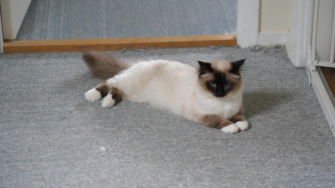 Hellig Birma Simba billede 4