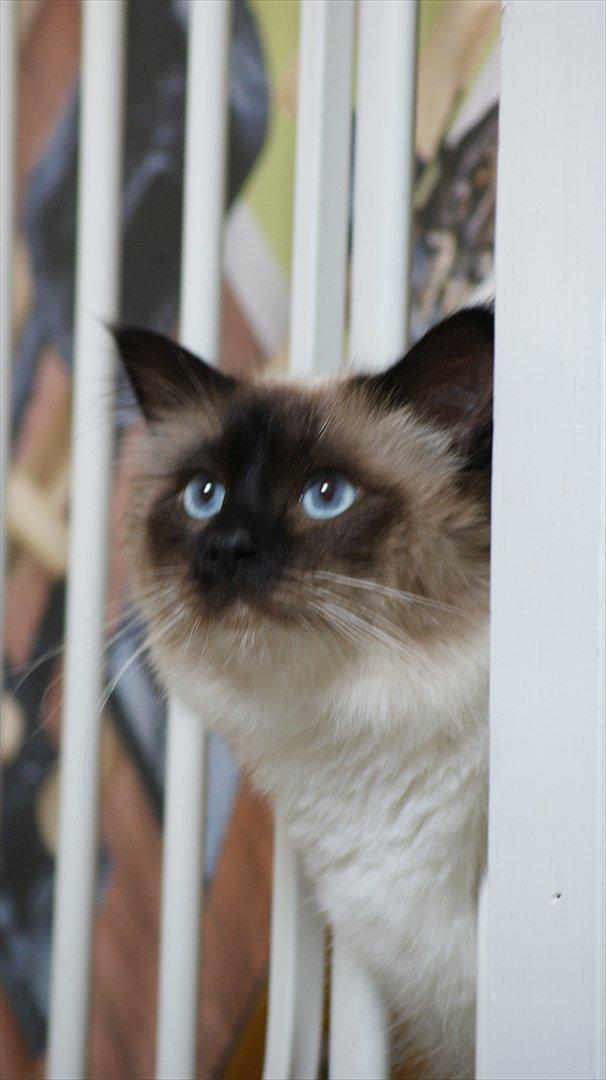 Hellig Birma Simba - Godt han kan få hovedet ud igen.... billede 6