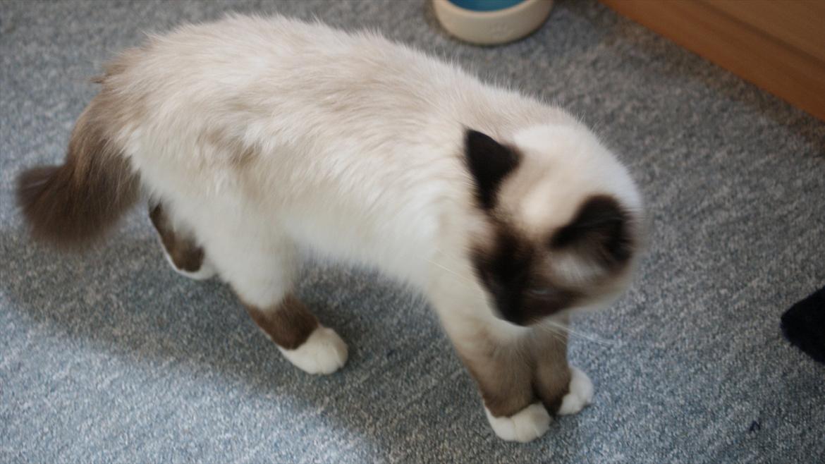 Hellig Birma Simba billede 7