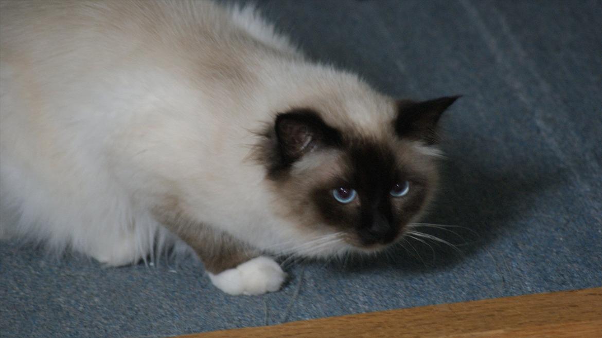 Hellig Birma Simba - Her jager han lige lidt.. billede 8