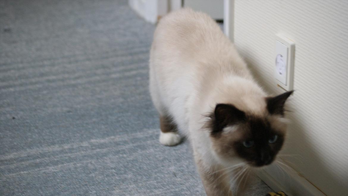 Hellig Birma Simba billede 9