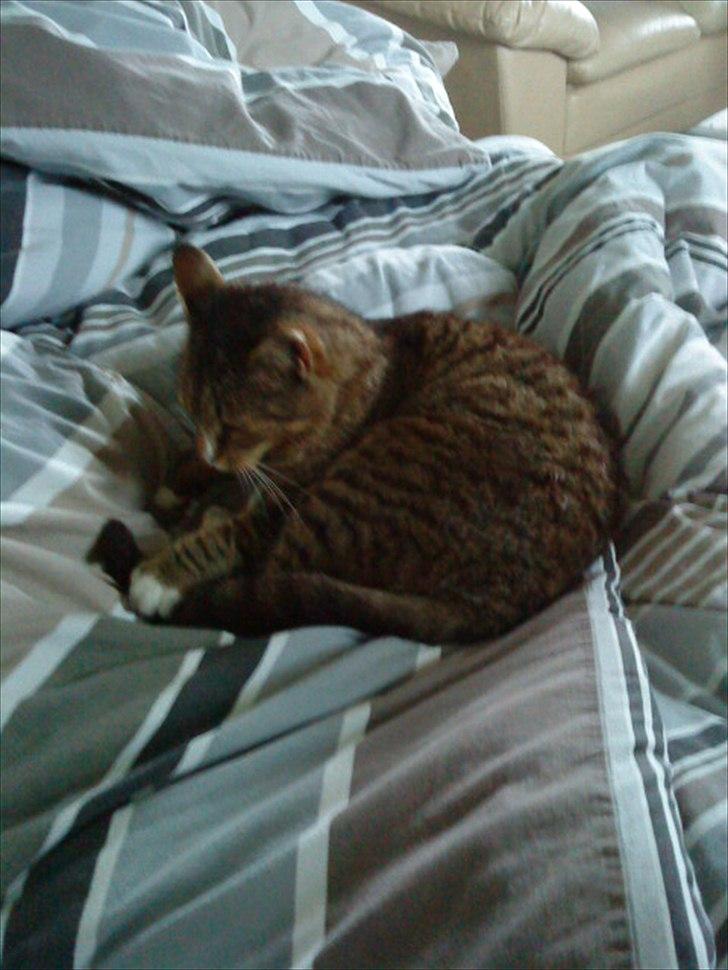 Huskat Oli<3<3 billede 7