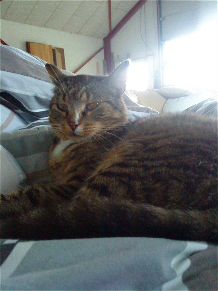 Huskat Oli<3<3 billede 3