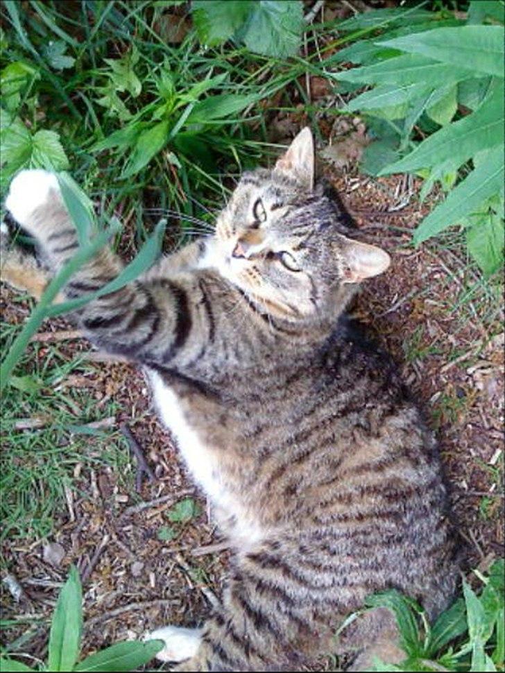 Huskat Oli<3<3 billede 2