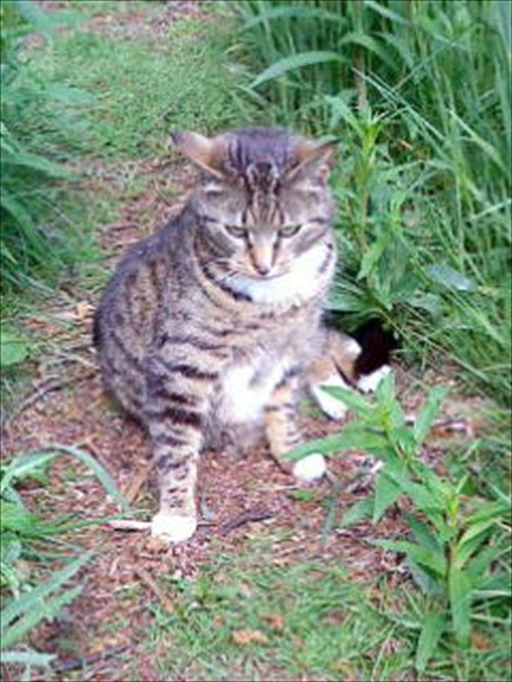 Huskat Oli<3<3 billede 6