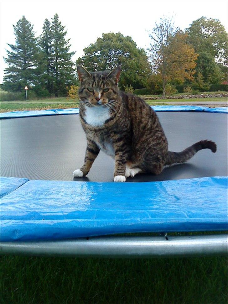 Huskat Oli<3<3 billede 4