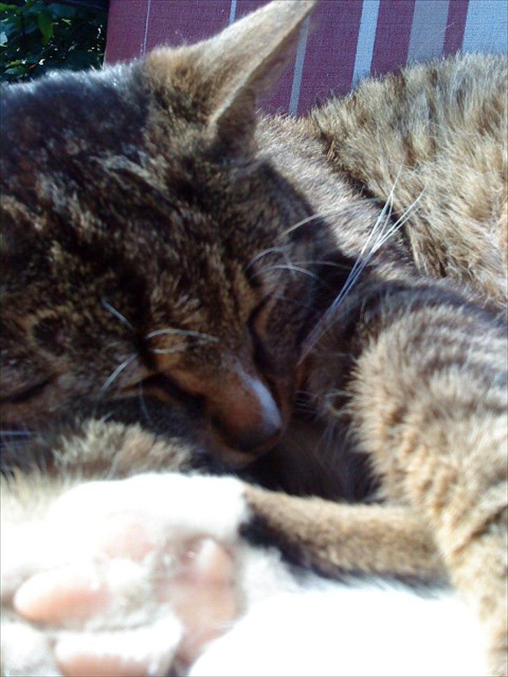 Huskat Oli<3<3 billede 10