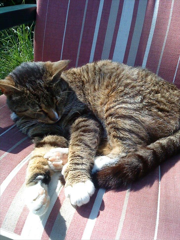 Huskat Oli<3<3 billede 11