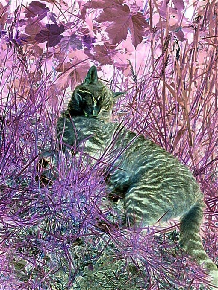 Huskat Oli<3<3 - billedet er redigeret :D billede 12