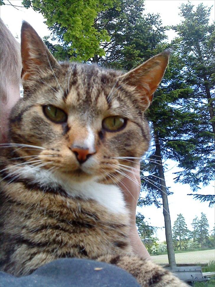 Huskat Oli<3<3 billede 1