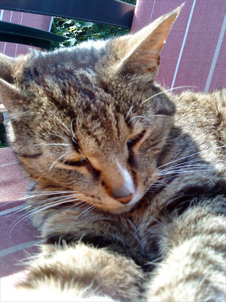 Huskat Oli<3<3 billede 13