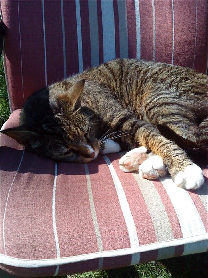 Huskat Oli<3<3 billede 14