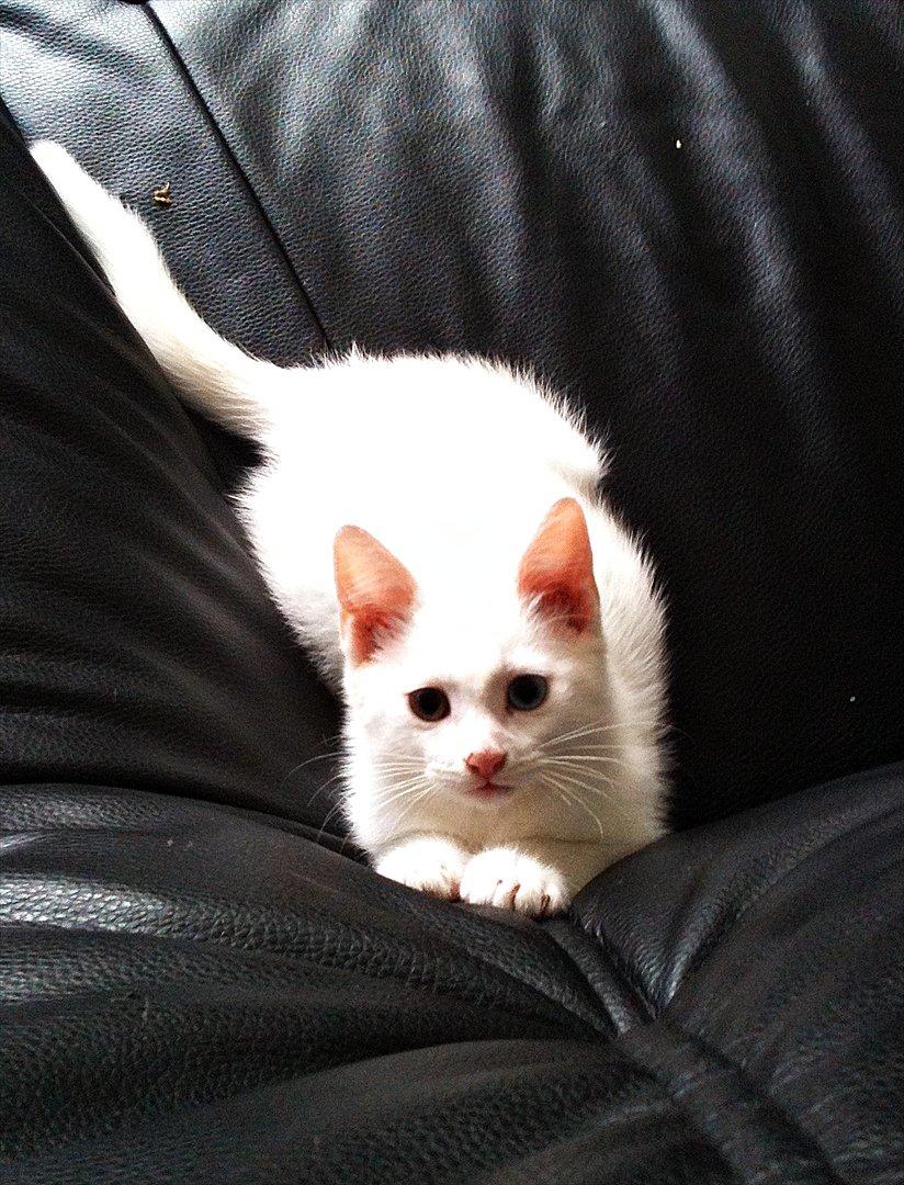 Blanding af racer Bo - Kuk kuk :-) billede 9