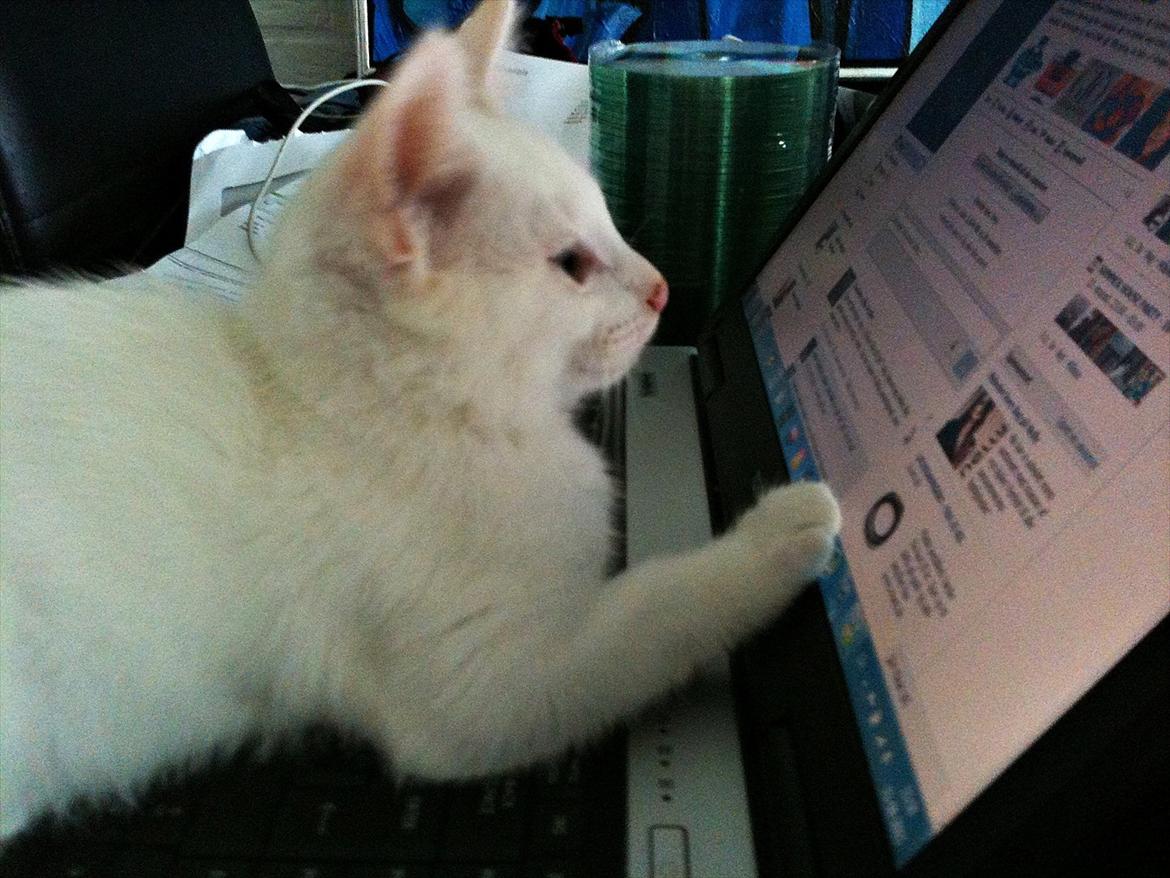 Blanding af racer Bo - Det ser ud til at der står noget sjovt på facebook :-) billede 10