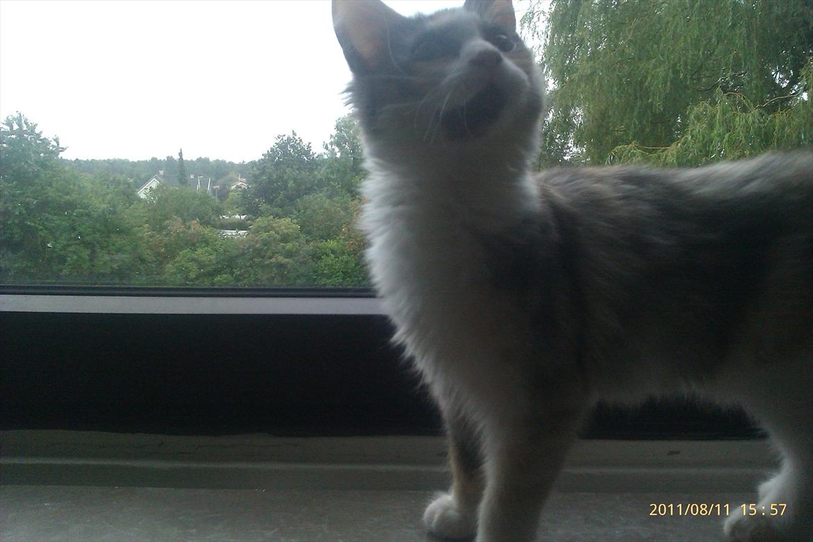 Maine Coon Fie billede 8