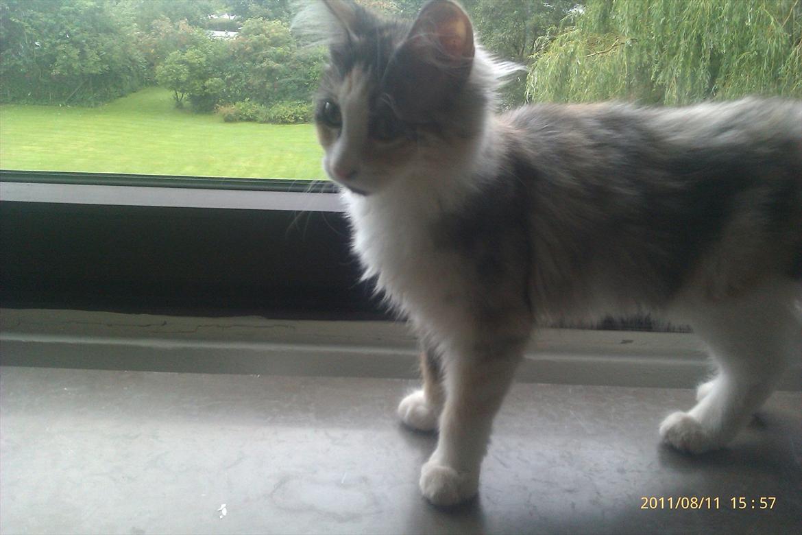 Maine Coon Fie billede 7