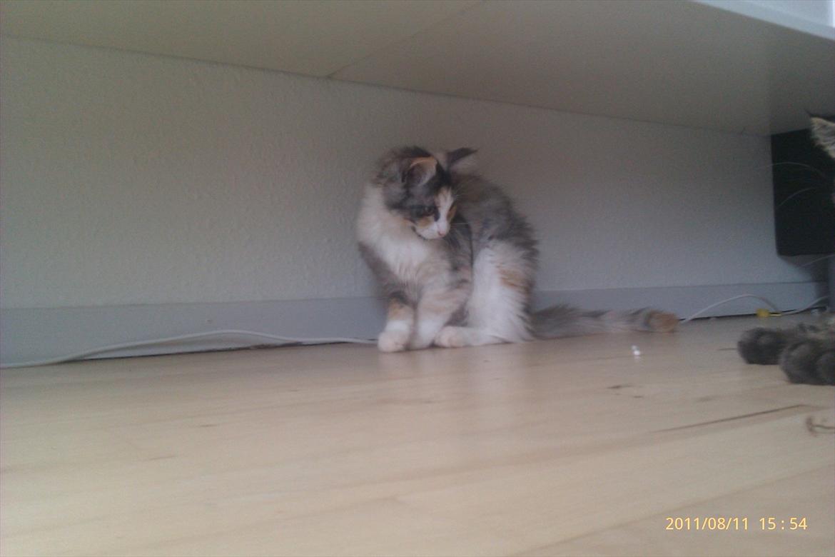 Maine Coon Fie billede 11