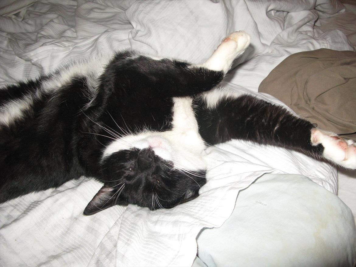 Huskat Lukas billede 3