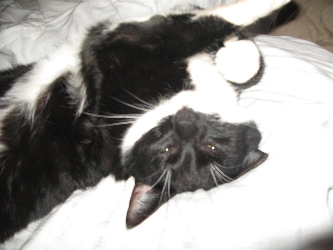 Huskat Lukas - <3 billede 4