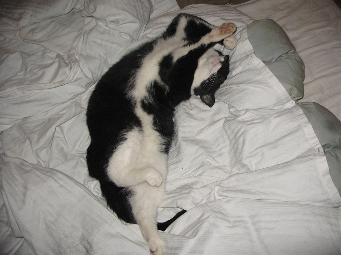 Huskat Lukas - Arhhh (-: billede 5