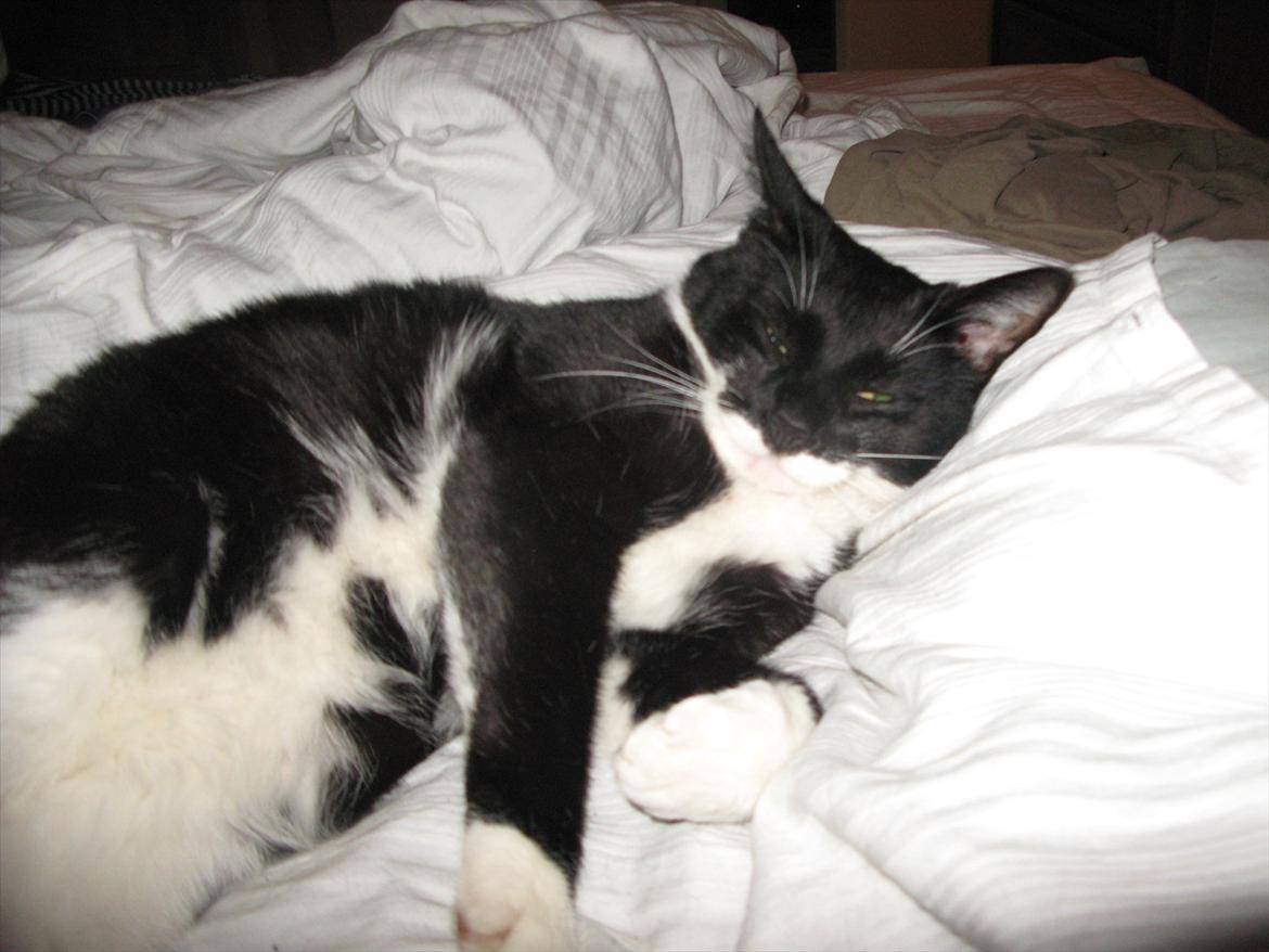 Huskat Lukas - <3 billede 6