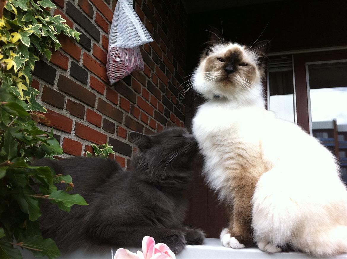 Hellig Birma Gaius Julius Caesar - Manse ser noget så majestætisk ud. men det er facade. han er missemors lille dengse. billede 4