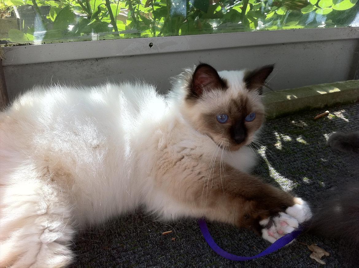 Hellig Birma Gaius Julius Caesar billede 8