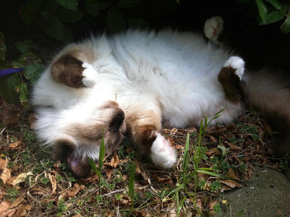 Hellig Birma Gaius Julius Caesar - Manse ligger og flader ud i 30 graders varme, i sin nye have :)  billede 19