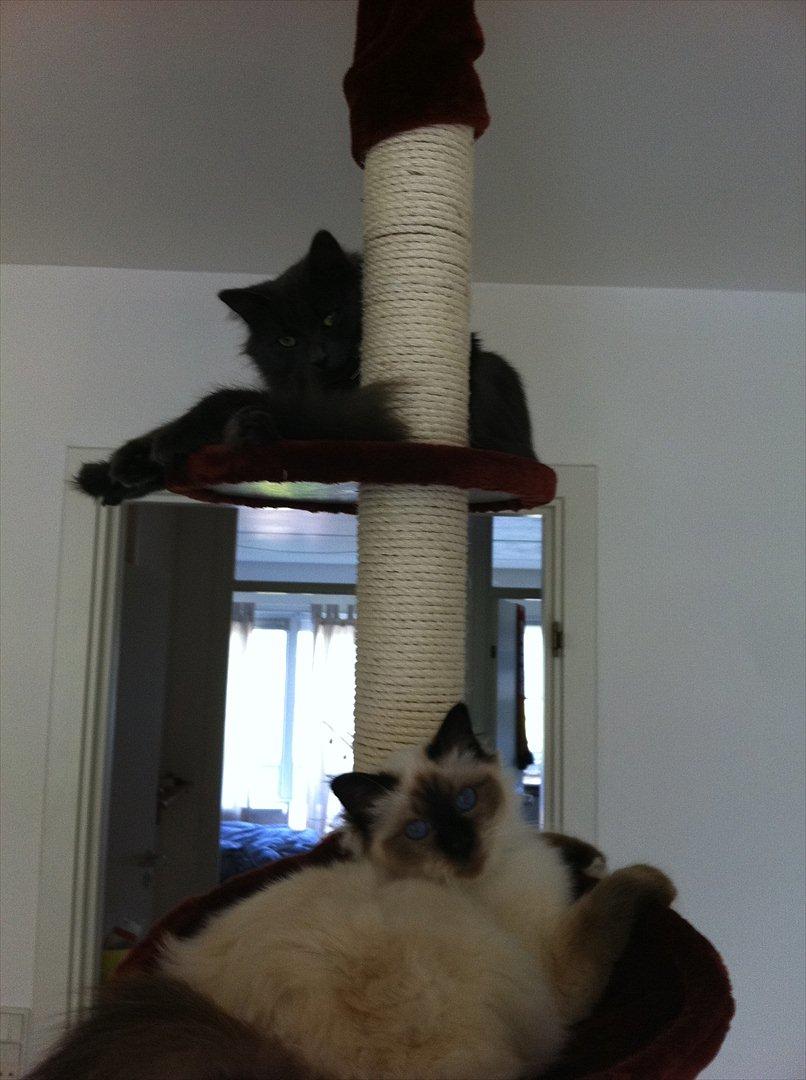 Hellig Birma Gaius Julius Caesar - Så er det nye træ netop samlet og misserne nyder det allerede :) bedste køb :) billede 20