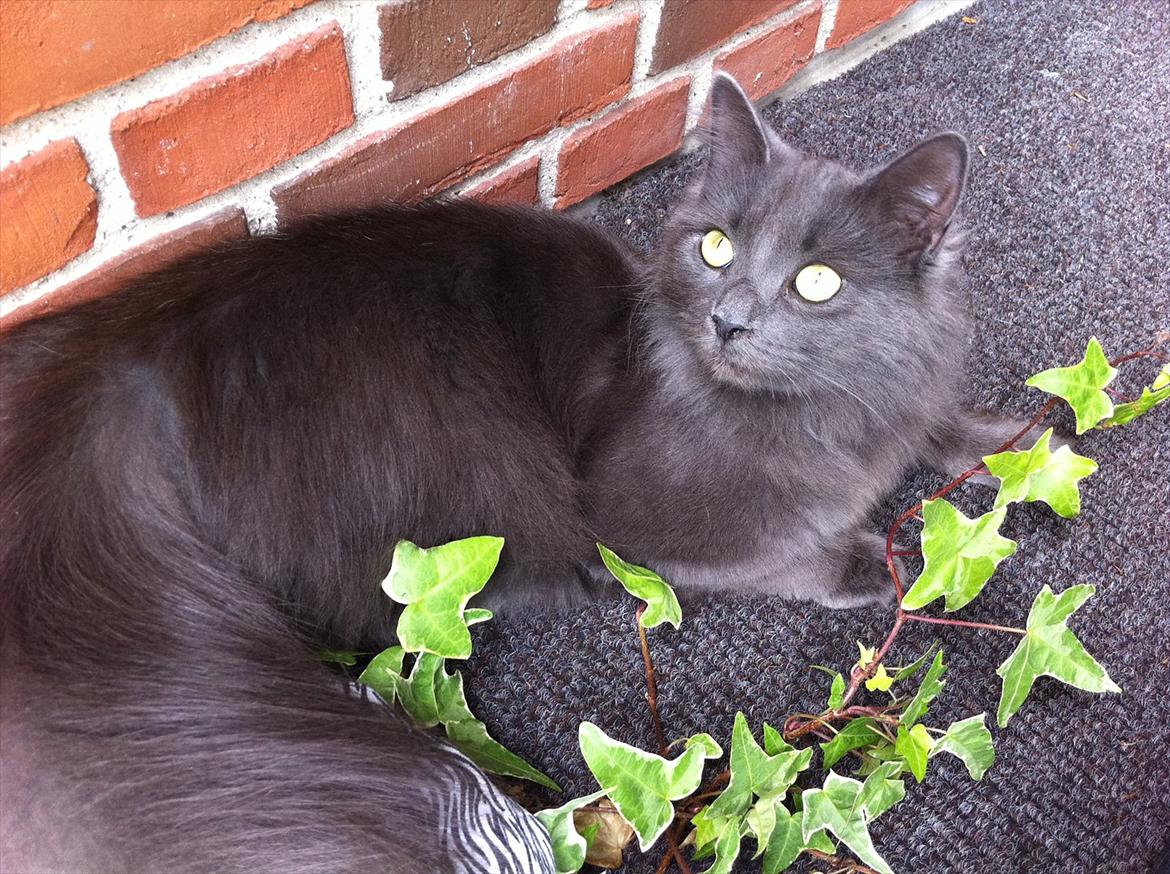 Blanding af racer Cleopatra - missemor 11 mdr. lige flyttet i ny lejlighed med dejlig terasse og have :) billede 1