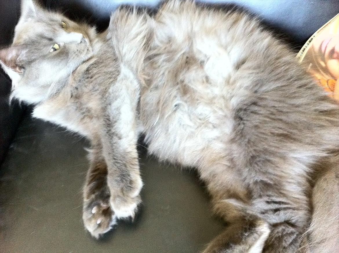 Blanding af racer Cleopatra - 11 måneder gammel :) missemor er til tider den største hyggefis. ligger og ruller og vil nusses :) billede 5