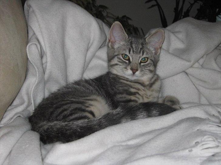 Blanding af racer Zigga billede 1