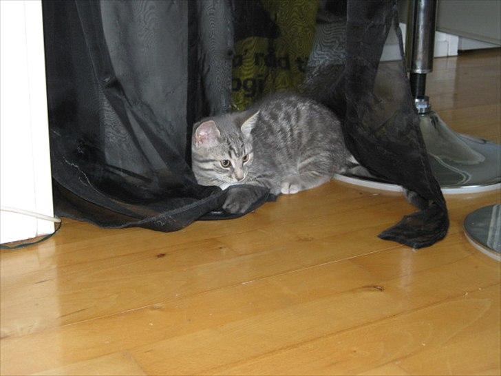 Blanding af racer Zigga billede 2