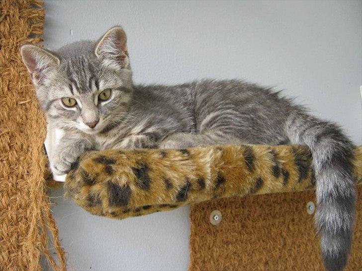 Blanding af racer Zigga billede 3