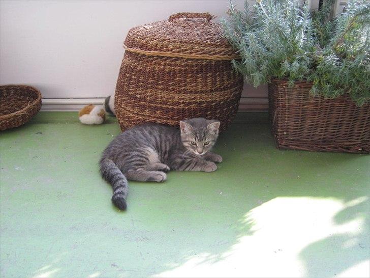 Blanding af racer Zigga billede 4