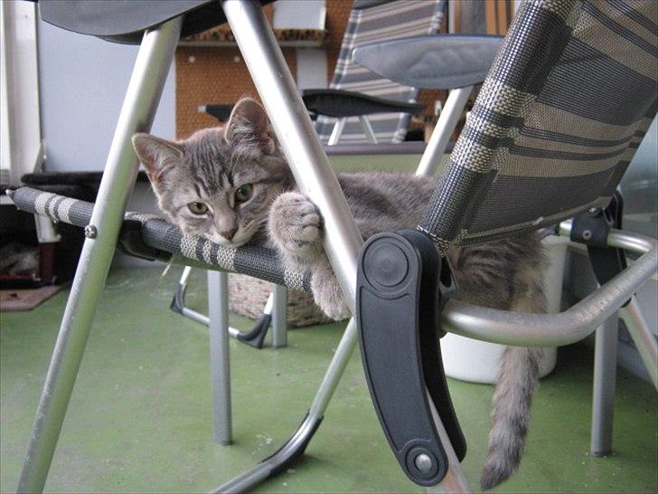 Blanding af racer Zigga billede 5