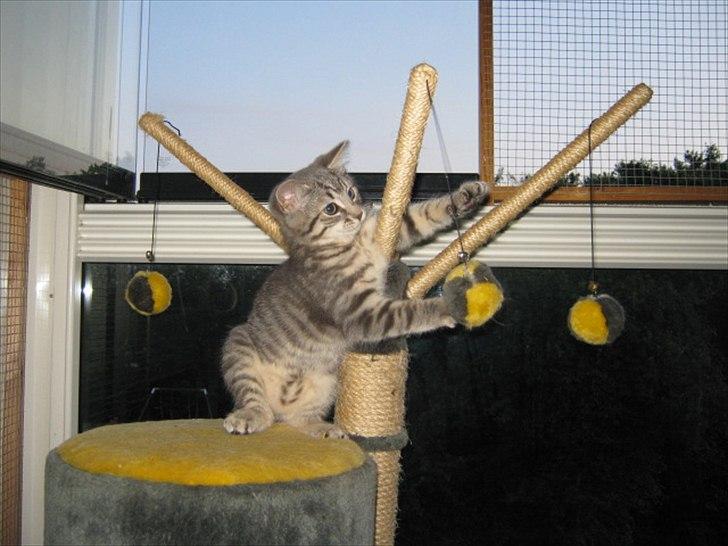 Blanding af racer Zigga billede 6