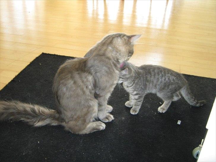 Blanding af racer Zigga billede 7