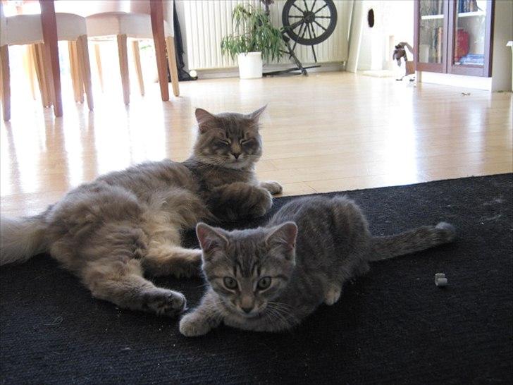 Blanding af racer Zigga billede 8