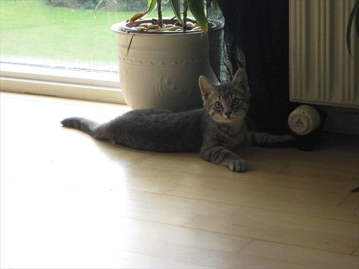 Blanding af racer Zigga billede 9