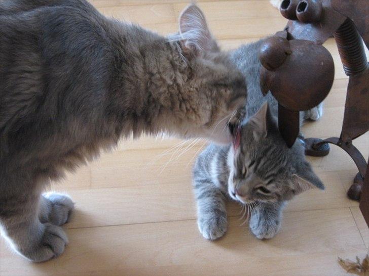 Blanding af racer Zigga billede 10