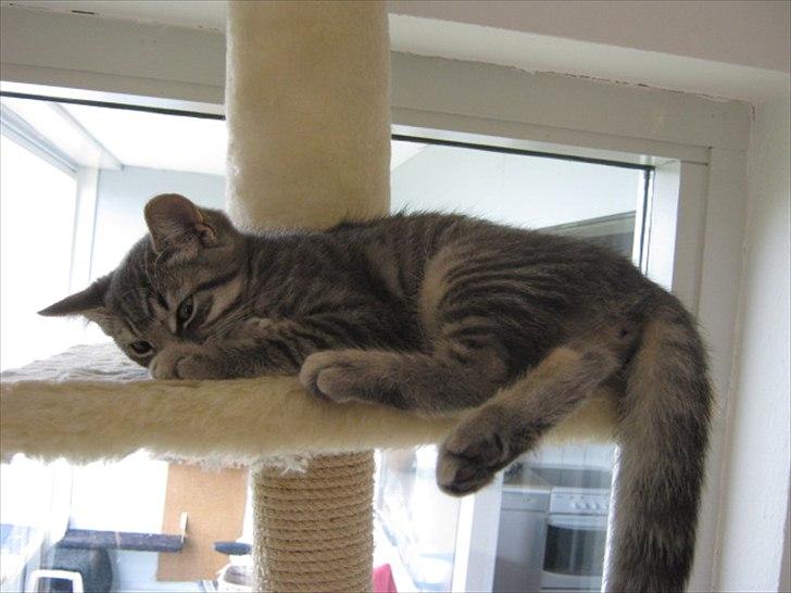 Blanding af racer Zigga billede 11