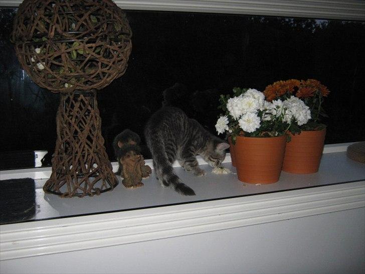 Blanding af racer Zigga billede 12