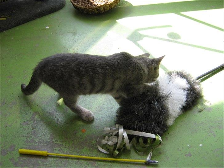 Blanding af racer Zigga billede 13