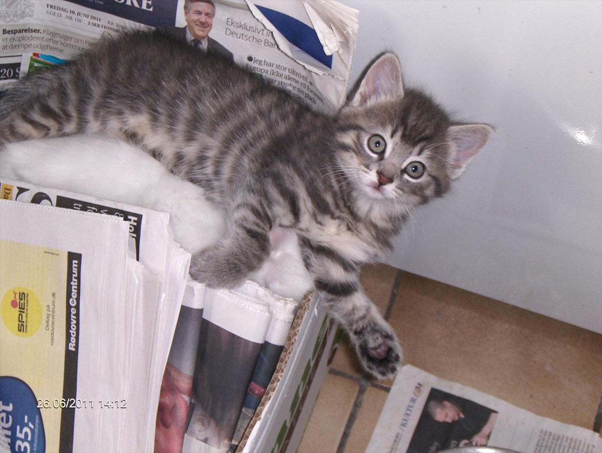 Blanding af racer Zigga billede 14